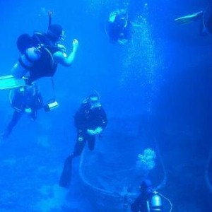 Woman charms ten-foot shark