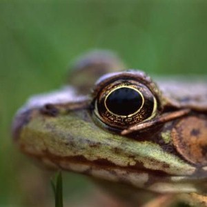 Woman finds live frog in her salad bag